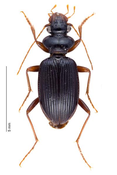   - Leistus fulvibarbis fulvibarbis