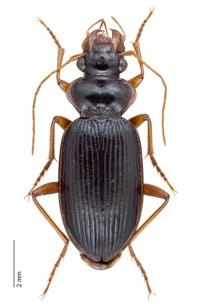 Carabes de Suisse  - Leistus rufomarginatus