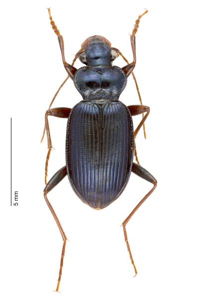 Carabes de Suisse  - Leistus spinibarbis spinibarbis