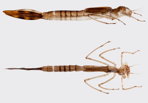 Odonates de Suisse Leste dryade - Lestes dryas 