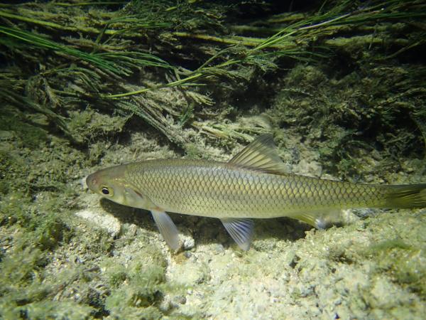 Fischen der Schweiz Hasel  - Leuciscus leuciscus 