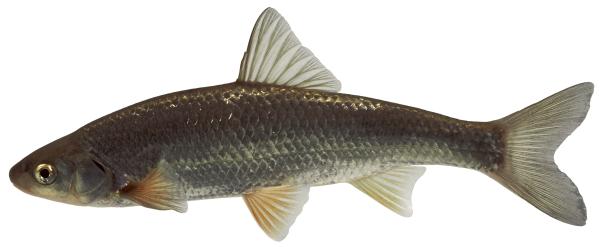 Fischen der Schweiz Hasel  - Leuciscus leuciscus 