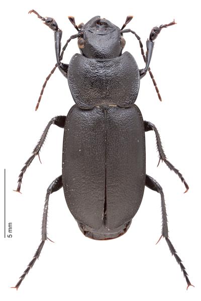 Carabes de Suisse  - Licinus cassideus cassideus