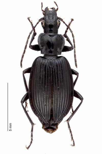   - Limodromus assimilis