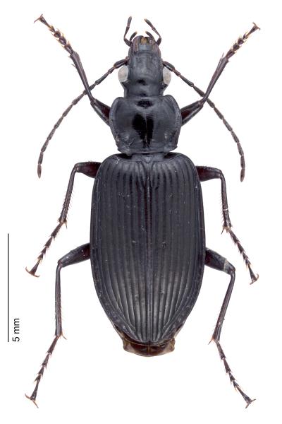   - Limodromus longiventris