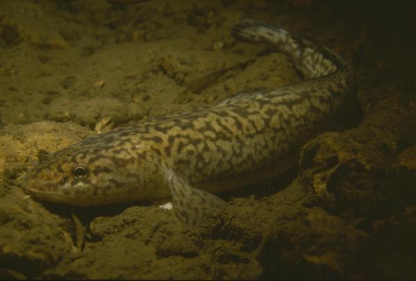 Fischen der Schweiz Trüsche  - Lota lota 