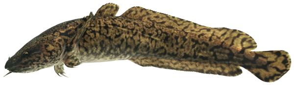 Fischen der Schweiz Trüsche  - Lota lota 