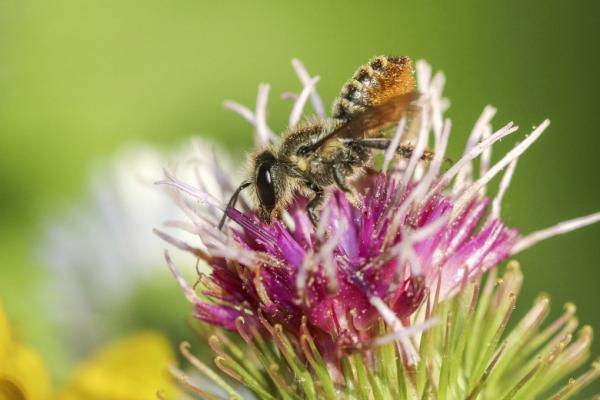 Wildbienen der Schweiz  - Megachile centuncularis