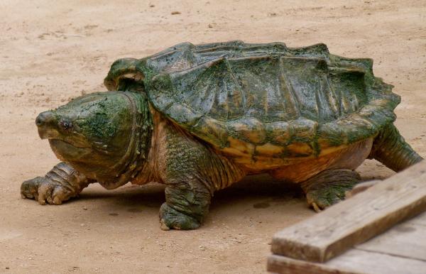  Schnappschlidkröte - Chelydra serpentina