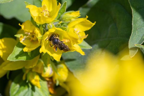 Les abeilles sauvages de Suisse Macropède pattes-brunes - Macropis fulvipes