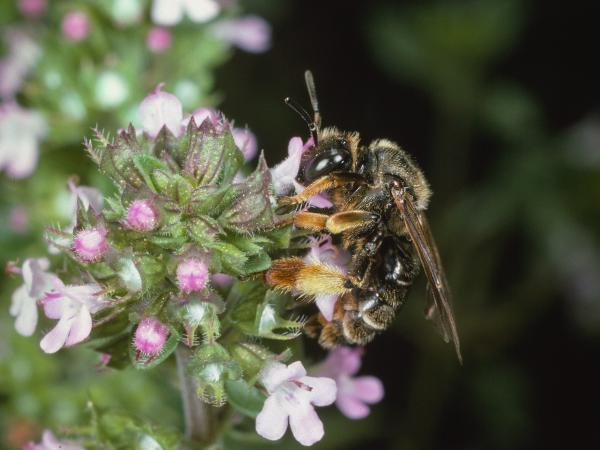 Les abeilles sauvages de Suisse Macropède pattes-brunes - Macropis fulvipes