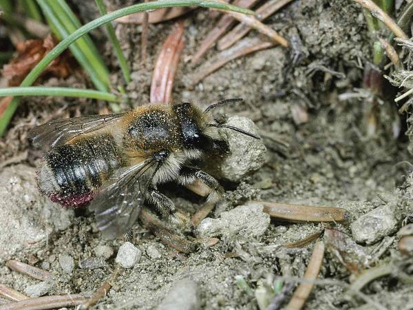 Wildbienen der Schweiz  - Megachile analis