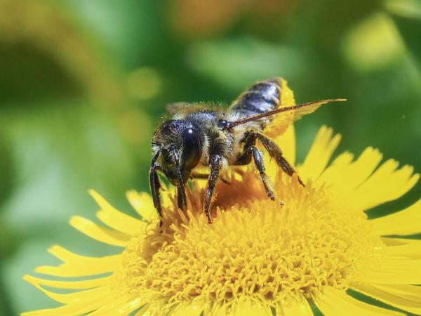 Wildbienen der Schweiz  - Megachile centuncularis