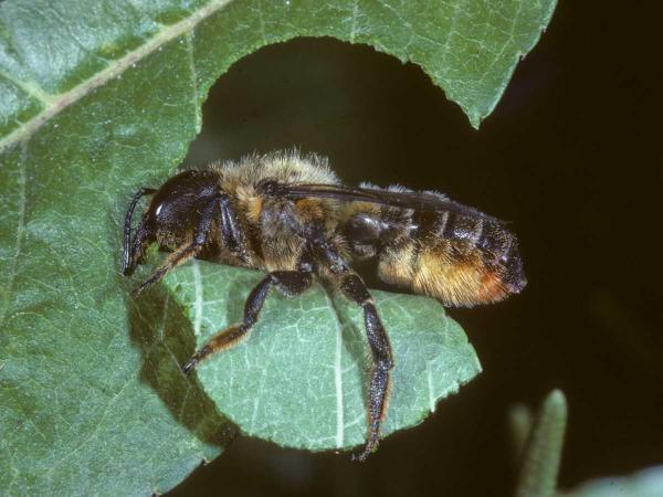 Wildbienen der Schweiz  - Megachile ligniseca