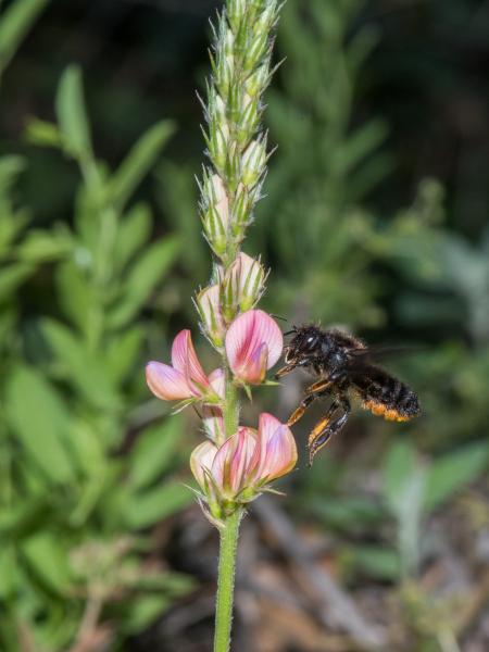 Wildbienen der Schweiz  - Megachile parietina