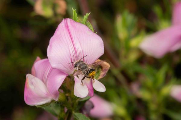 Wildbienen der Schweiz  - Megachile rotundata