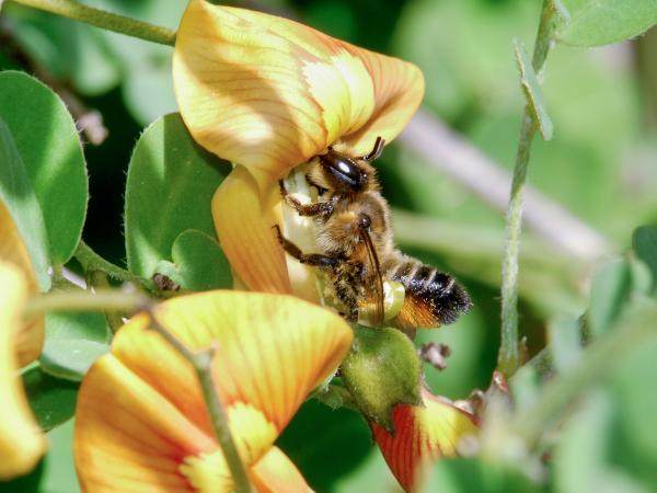 Wildbienen der Schweiz  - Megachile willughbiella