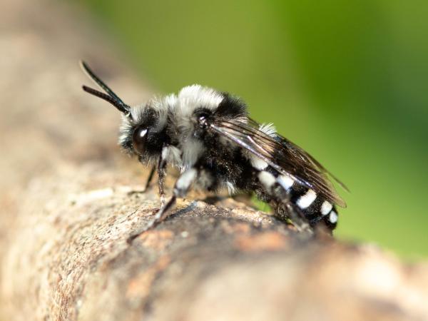 Wildbienen der Schweiz Pracht-Trauerbiene - Melecta luctuosa
