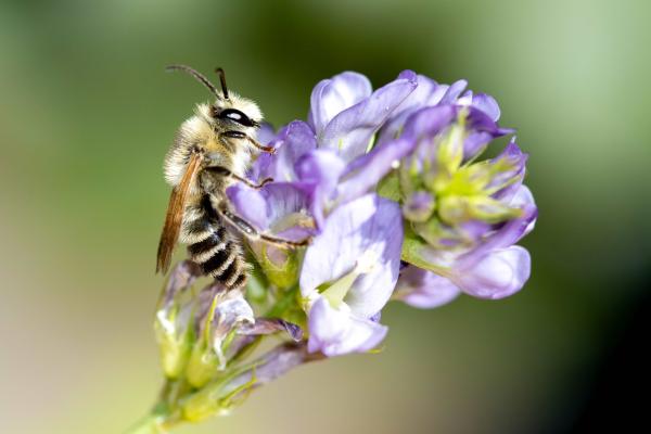 Wildbienen der Schweiz Luzerne-Sägehornbiene - Melitta leporina