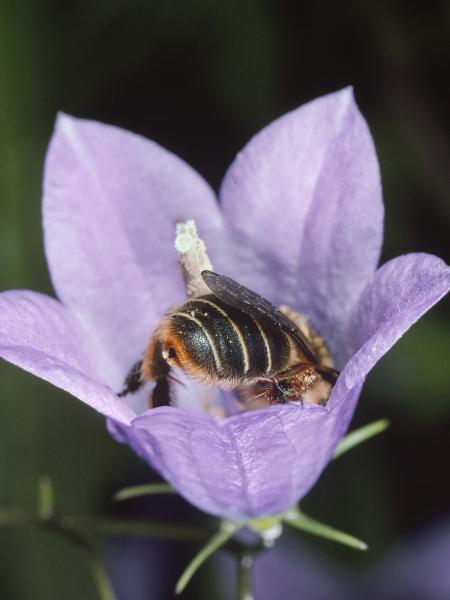 Wildbienen der Schweiz Glockenblumen-Sägehornbiene - Melitta haemorrhoidalis