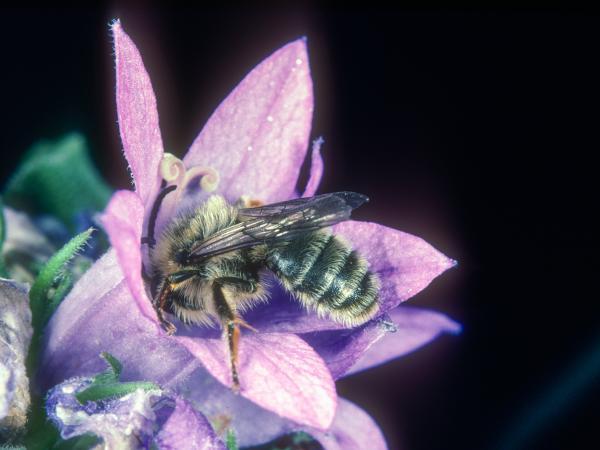 Wildbienen der Schweiz Glockenblumen-Sägehornbiene - Melitta haemorrhoidalis