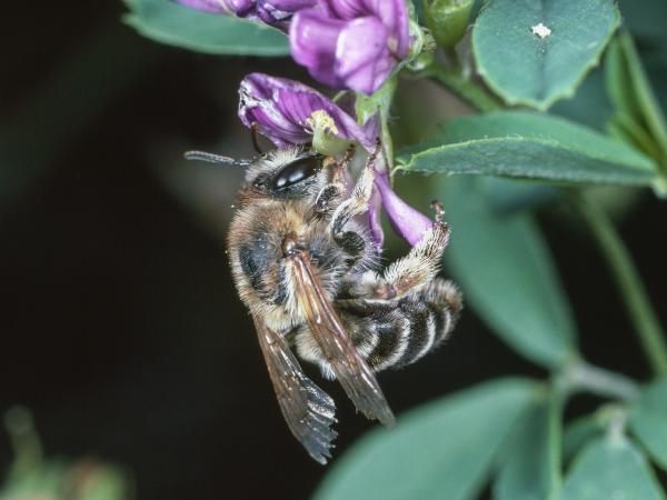 Wildbienen der Schweiz Luzerne-Sägehornbiene - Melitta leporina