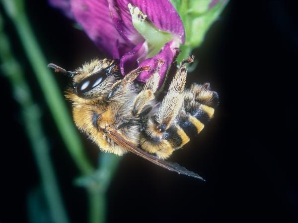 Wildbienen der Schweiz Luzerne-Sägehornbiene - Melitta leporina