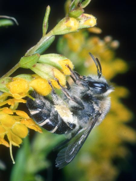 Wildbienen der Schweiz Zahntrost-Sägehornbiene - Melitta tricincta