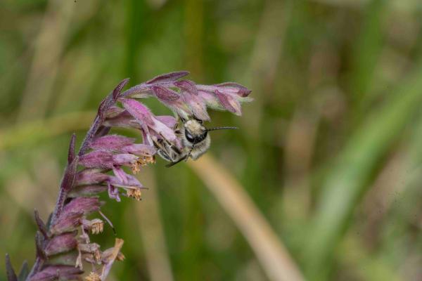 Wildbienen der Schweiz Zahntrost-Sägehornbiene - Melitta tricincta