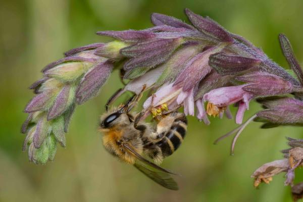 Wildbienen der Schweiz Zahntrost-Sägehornbiene - Melitta tricincta