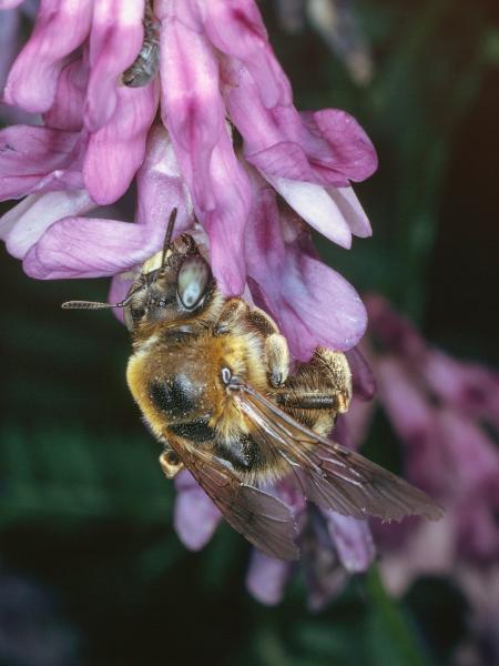 Wildbienen der Schweiz Luzerne-Schwebebiene - Melitturga clavicornis