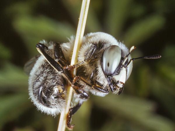 Wildbienen der Schweiz Luzerne-Schwebebiene - Melitturga clavicornis