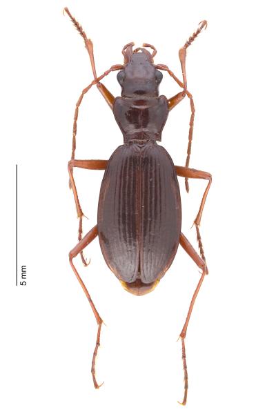   - Nebria germarii germarii