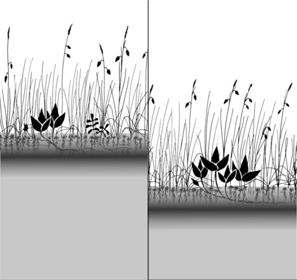 Odonates de Suisse Déesse précieuse  - Nehalennia  speciosa 