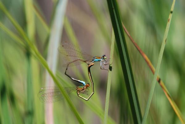 Odonates de Suisse Déesse précieuse  - Nehalennia  speciosa 