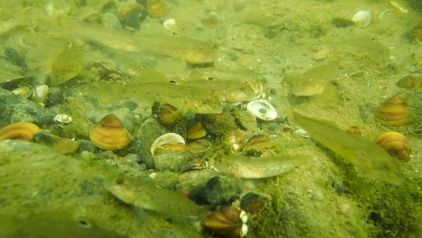  Schwarzmaulgrundel  - Neogobius melanostomus 
