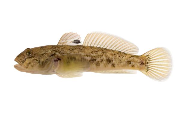  Schwarzmaulgrundel  - Neogobius melanostomus 