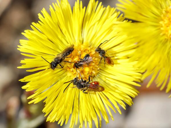 Wildbienen der Schweiz Rotschwarze Wespenbiene - Nomada fabriciana