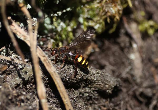 Wildbienen der Schweiz Frühe Wespenbiene - Nomada leucophthalma