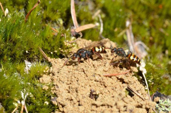 Wildbienen der Schweiz Frühe Wespenbiene - Nomada leucophthalma