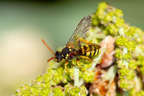 Wildbienen der Schweiz Gegürtete Wespenbiene - Nomada succincta