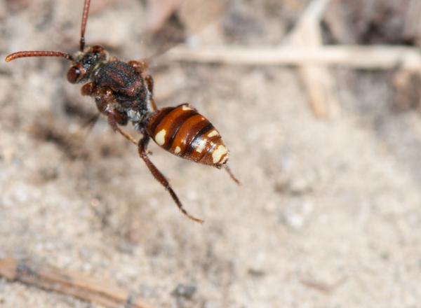 Wildbienen der Schweiz Weissfleckige Wespenbiene - Nomada alboguttata