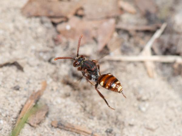 Wildbienen der Schweiz Weissfleckige Wespenbiene - Nomada alboguttata