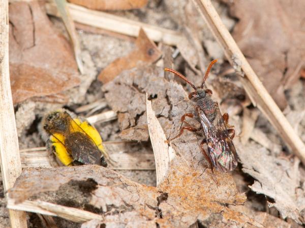 Wildbienen der Schweiz Weissfleckige Wespenbiene - Nomada alboguttata