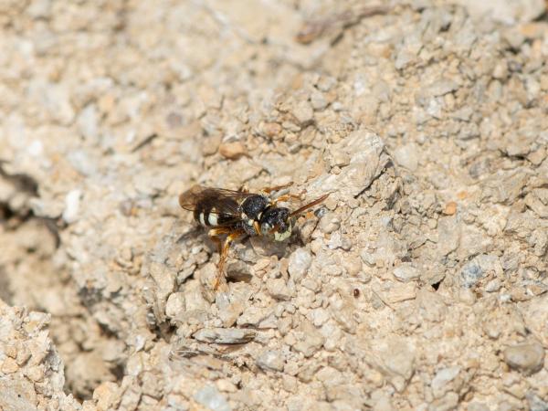 Wildbienen der Schweiz Möhren-Wespenbiene - Nomada errans