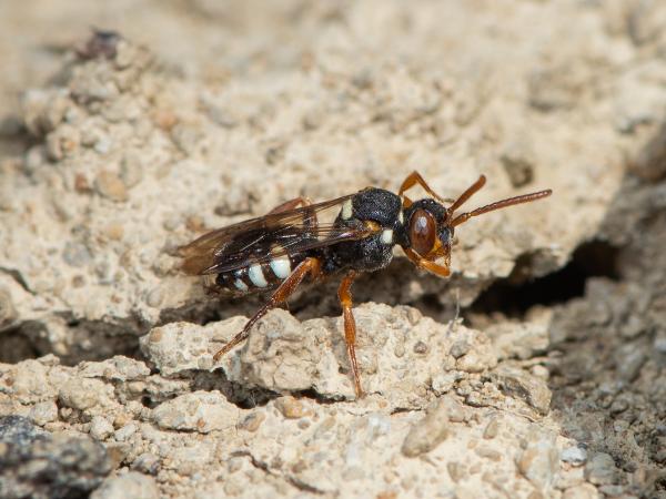 Wildbienen der Schweiz Möhren-Wespenbiene - Nomada errans