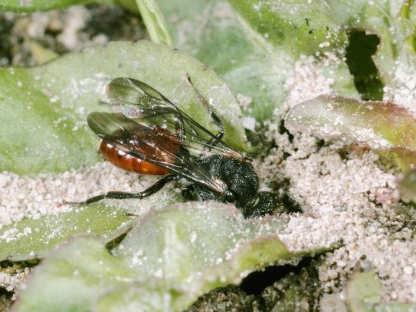 Wildbienen der Schweiz Rotschwarze Wespenbiene - Nomada fabriciana