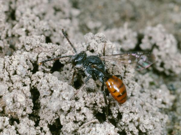 Wildbienen der Schweiz Rotschwarze Wespenbiene - Nomada fabriciana