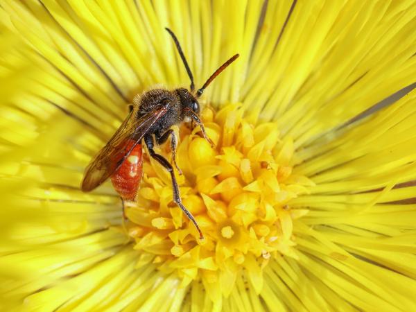 Wildbienen der Schweiz Rotschwarze Wespenbiene - Nomada fabriciana