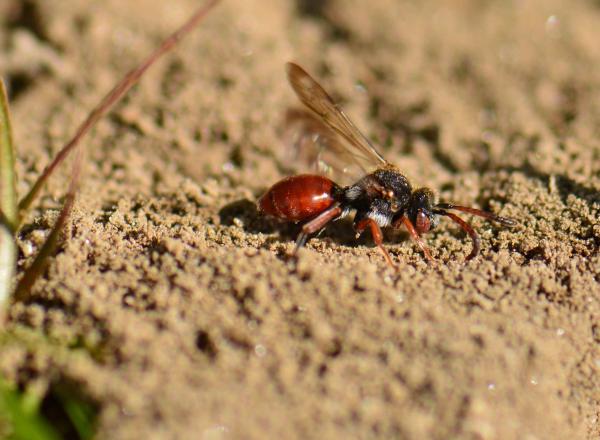 Wildbienen der Schweiz Schenkel-Wespenbiene - Nomada femoralis